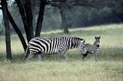 Zebra Magnet