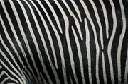 Zebra Magnet