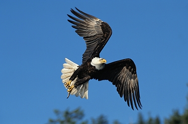 Bald Eagle