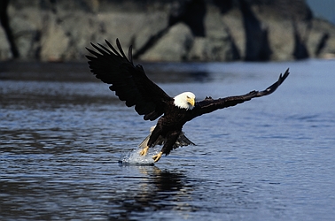 Bald Eagle