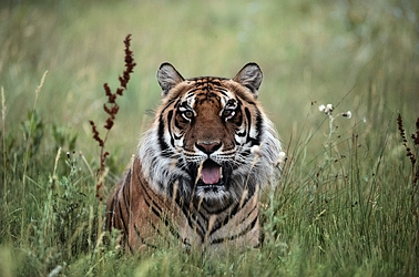 Bengal Tiger
