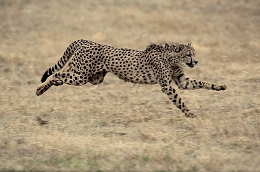 Cheetah