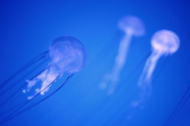 Jellyfish
