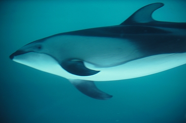 Pacific White-Sided Dolphin