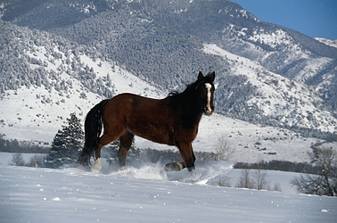 Quarter Horse