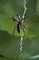 Argiope Spider picture