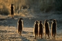 Meerkat picture