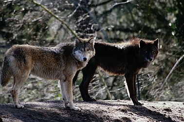 Northern Timber Wolf