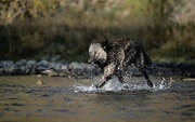 Gray Wolf T-Shirt