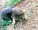 Lesser Japanese Mole picture