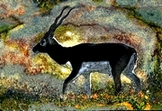 Blackbuck Mousepad
