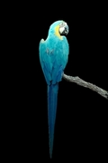 Macaw Mousepad