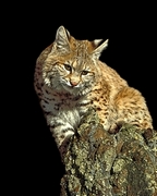 Bobcat Mousepad