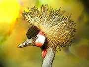 Crowned Crane Mousepad