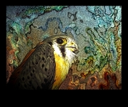 Kestrel Mousepad