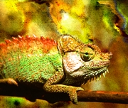 Chameleon Mousepad