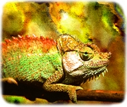 Chameleon T-Shirt
