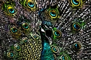 Peacock Mousepad