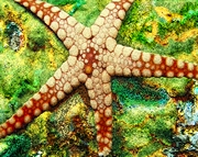 Starfish Mousepad