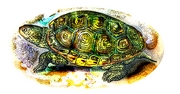 Terrapin T-Shirt