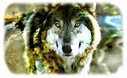 Wolf T-Shirt