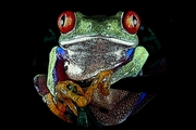 Red-eyed Tree Frog Mousepad