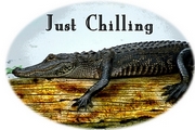 Alligator - Just Chilling Mousepad