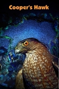 Coopers Hawk Mousepad