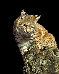 Bobcat