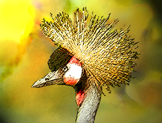 Crowned Crane