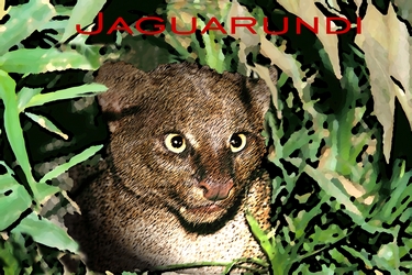 Jaguarundi-4069%20caption.all.jpg