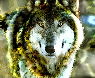 Wolf