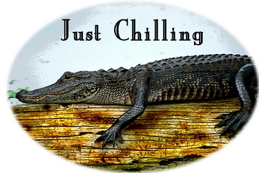 Alligator - Just Chilling