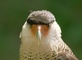 Caracara picture