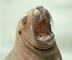 Sea Lion picture