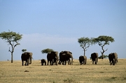 African Elephant T-Shirt