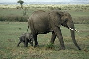 African Elephant T-Shirt