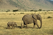 African Elephant T-Shirt