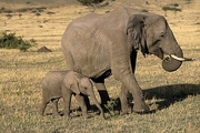 African Elephant T-Shirt