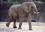 African Elephant T-Shirt
