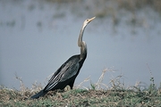 Anhinga Magnet