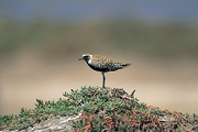 Arctic Plover Magnet