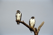 Augur Buzzard Magnet