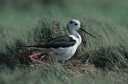Avocet Magnet