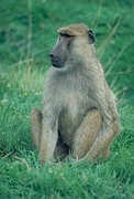 Baboon Poster