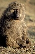 Baboon Poster
