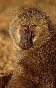 Baboon Poster