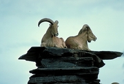 Barbary Sheep Magnet