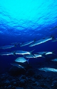 Barracuda Magnet