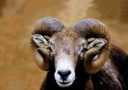 Bighorn Sheep Magnet